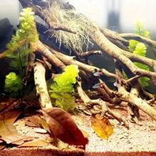 30/40pcs Turtle Lizard Aquarium Dragon Eye Leaves, Fish Tank Plant For Water Quality PH Regulation, Prevent Turtle Skin Rot, Provide Hiding Place