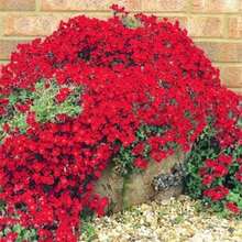 Rare Plant Seeds 200Pcs/Bag Flower Seeds  Hanging Plants Indoor Outdoor Planting Verbena Seedlings For Parterre Rose