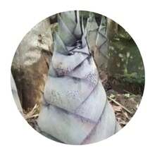 Easy To Plant High Germination Rate Dragon Bamboo Seed Seedlings Nanzhu Sprouts Four Seasons Dragon Bamboo Outdoor Planting Family Balcony Vegetable Seeds - 99999 - 查看 2