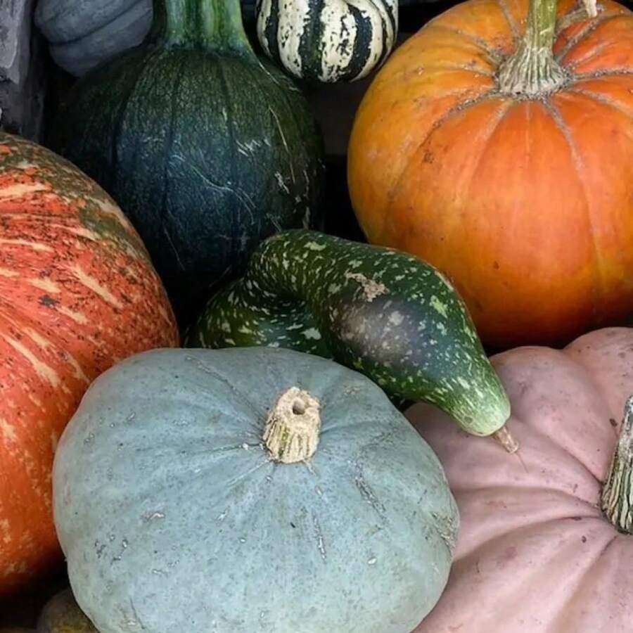 Recommend Swan Neck Spotted Gourd, Decorative Speckled Swan Gourd, Heirloom Non-GMO Open Pollinated Swan Gourd. 20 Seeds - Variant1 - View 1