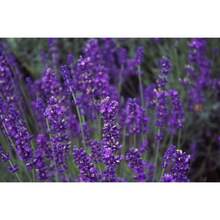 300 ITALIAN LAVENDER Lavandula Angustifolia Lavender Blue Purple Fragrant Flower Herb Seeds - Variant1 - View 10