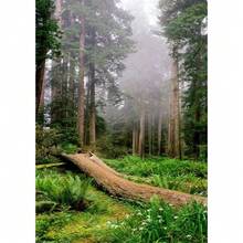 1 buc Verde Închis Pădure Ceață Peisaj Montan Natura Poster Artă de Perete Imprimare Acasă Living Dormitor Cameră Bar Decor Cadou Cadru Opțional - Multicolor - Vizualizare 14