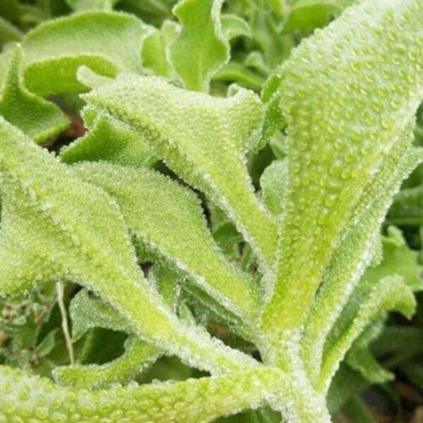 Four Seasons Crystal Ice Vegetable, Ice Vegetable Potted Seedlings, Ice Grass Vegetable, Balcony Vegetable, Wild Vegetable
