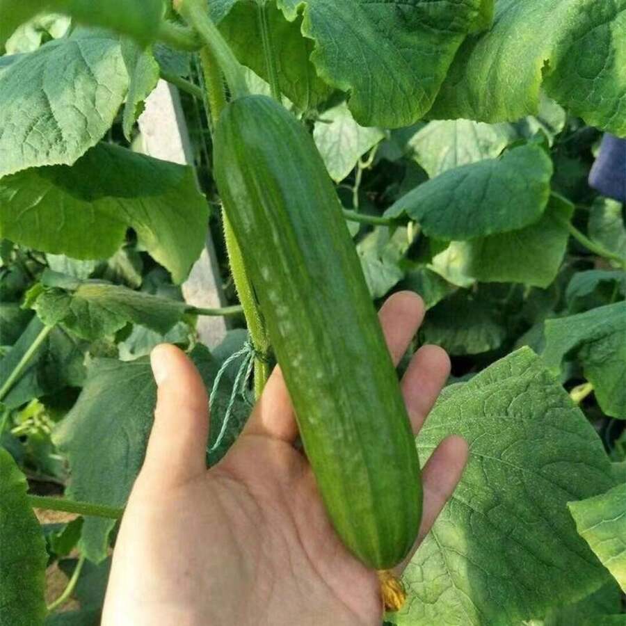 Alcune anomalie di sviluppo dei cetrioli - Stocker Garden