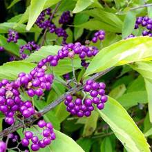 30 Beautyberry Callicarpa Seeds - Perennial Flower Seeds, Beautiful Plant For Botanists, Teachers, Fruit Lovers - Exotic Florida Native Fruit, Drought Resistant - 30 - 查看 3
