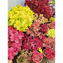 200 piezas semillas de coleus anual, follaje arcoíris, ideal para interior/exterior semillas flores jardín, resistente, fácil cultivo, decoración colorida paisajismo maceta vivaz diseño ornamental. - 200 - Ver 3