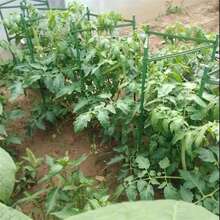 1个1.2米（3.9英尺）番茄笼，可组装番茄花园支架，蔬菜支撑架，攀援植物、蔬菜、花卉、水果、藤蔓的植物支撑架 - 綠色 - 查看 7