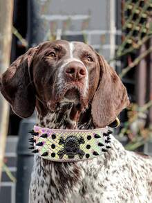 Collar para perro con púas extra grande - Protege el cuello de tu perro de mordeduras, de moda, adecuado para razas grandes - Multicolor - Ver 12