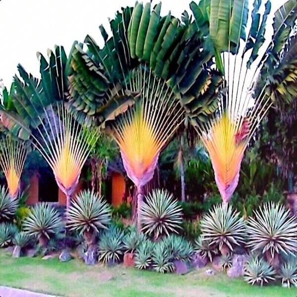 REISENDE PALMBAUMSAMEN (Ravenala madagascariensis) Paradiesvogelpflanze 100 Samen