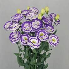 Floral Lisianthus Arosa 3 Blue Picotee:100+ High-Quality Heirloom Garden See.Ds For Vibrant Blooms - Seeds - View 2