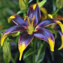 100 Pcs/Bag Lily Bulbs Non-GMO Plants - 100 - View 1