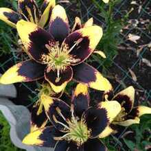 100 Pcs/Bag Lily Bulbs Non-GMO Plants - 100 - View 2