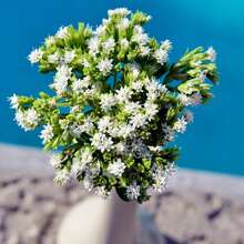 100 Pcs/Bag Sweet Leaf Seedlings - 100 - 查看 2