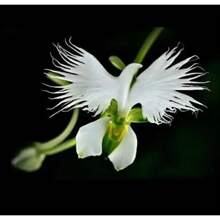100 RARE White Egret Orchid (Habenaria Radiata) Flower Seeds