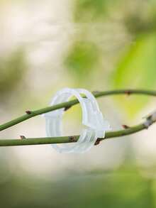 100个花园番茄夹 - 植物支撑，促进更健康、直立的生长