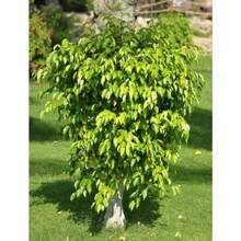 50 WEEPING FIG Ficus Benjamina Benjamin  Rubber Tree Houseplant Seeds - Variant1 - View 1