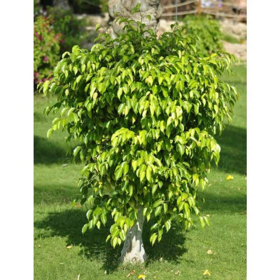 50 WEEPING FIG Ficus Benjamina Benjamin  Rubber Tree Houseplant Seeds - Variant1 - View 1