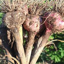 NetHong 10X Red Spider Lily Seeds Lycoris Radiata Flower Garden Plant Decoration Seed - Red - View 9