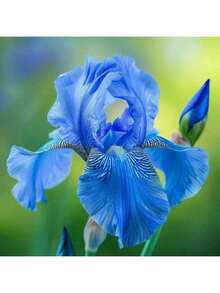 500 Blue Iris Flower Seeds Butterfly Seeds - High-Quality Perennial Flowers, Perfect For Pots & Gardens