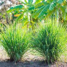 200pcs Lemongrass Seeds, Lemongrass Seedlings Are Mainly Used For Landscaping In Gardens.