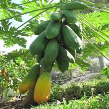 100pcs/Bag Rare Papaya Seeds Non Gmo - 100 - View 3