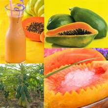100pcs/Bag Rare Papaya Seeds Non Gmo - 100 - View 1