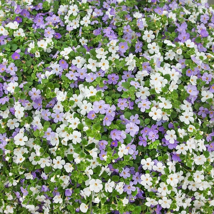 10 Seeds Perennial Bacopa Utopia Flower Seed Mix For Planting - 20 Seeds - View 1