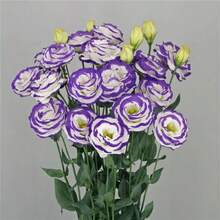 Floral Lisianthus Arosa 3 Blue Picotee:100+ High-Quality Heirloom Garden See.Ds For Vibrant Blooms - Seeds - View 3