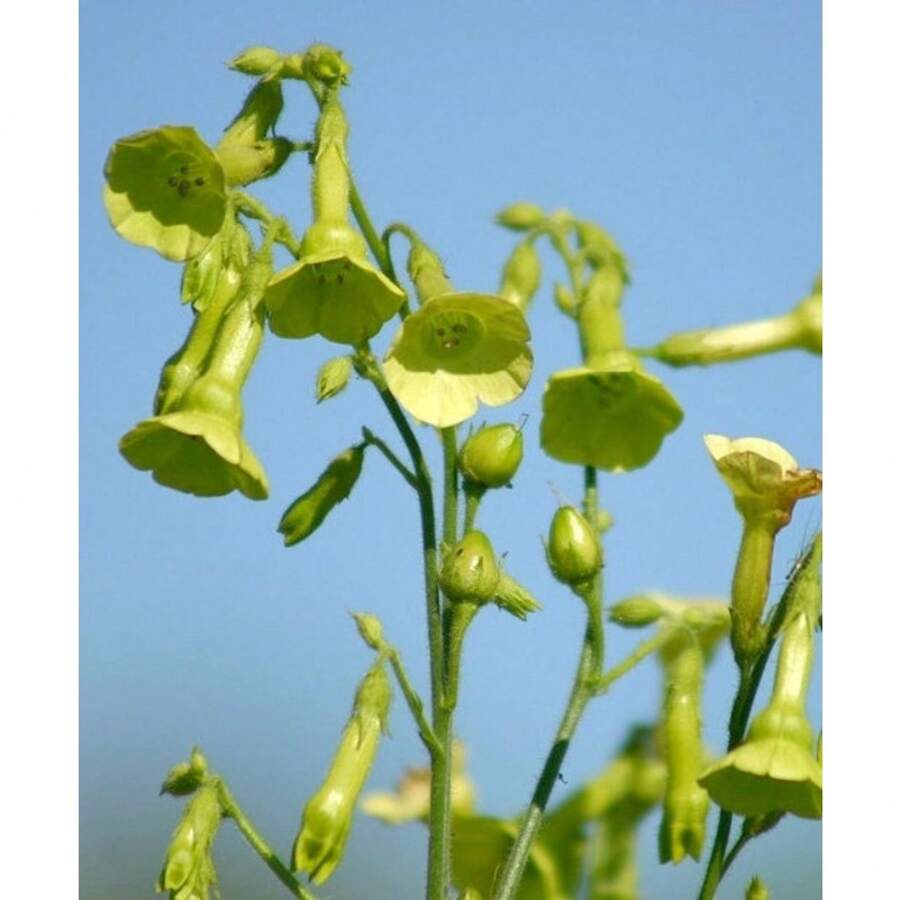 210pcs Tobacco Orchid Seeds - 210 - View 1