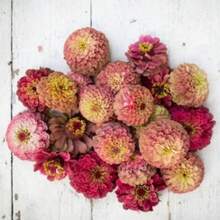 15 Seeds Lovely Qu - 變體1 - 查看 6