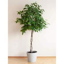 50 WEEPING FIG Ficus Benjamina Benjamin  Rubber Tree Houseplant Seeds - Variant1 - View 4