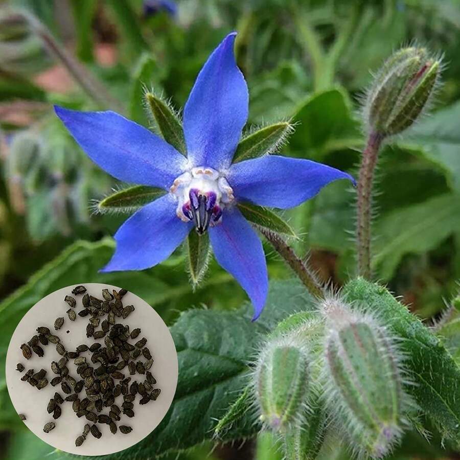100 Pcs/Bag Borago Seeds Seedlings Without G - 100 - View 1