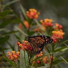 100 Pcs/Bag Butterfly Milkweed Seeds - 100 - View 5