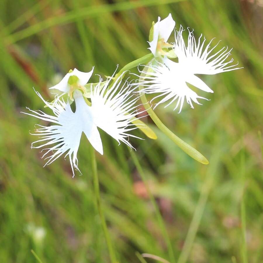100 RARE White Egret Orchid (Habenaria Radiata) Flower Seeds