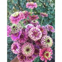 15 Seeds Lovely Qu - 變體1 - 查看 4