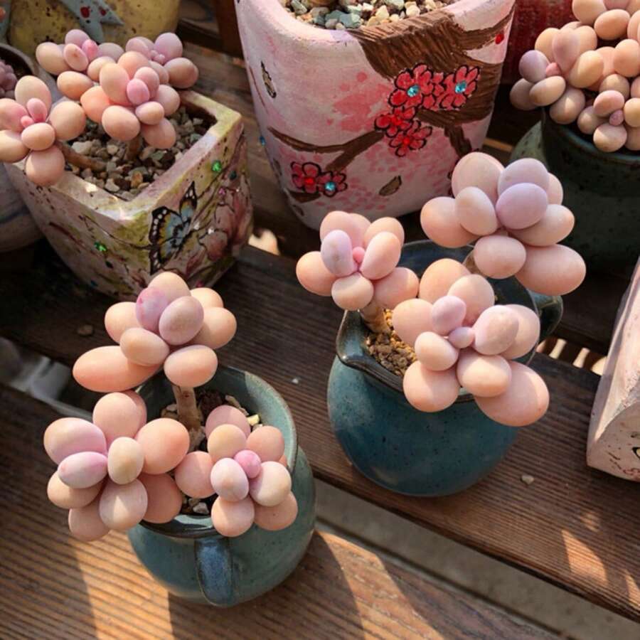 1 Bag Of Easy-To-Grow Succulent Seeds - 100 - View 1