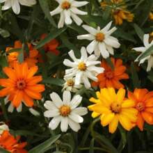 Classic Zinnia Seeds - Zinnia Linearis - Ground Cover Flowers Plants Easy To Plant And Grow - Variant1 - View 4