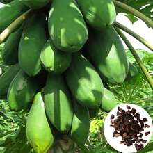 100pcs/Bag Rare Papaya Seeds Non Gmo - 100 - View 5
