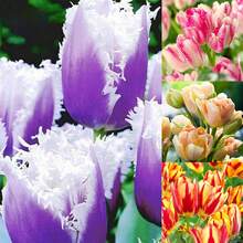50 Pcs/Bag Tulip Seeds Natural Nasi - 100 - View 4
