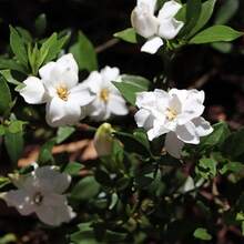Semillas de Gardenia Jasminoides, altamente fragantes, flores resistentes que atraen mariposas y abejas, extremadamente decorativas y fáciles de cultivar - 100 piezas - Ver 6