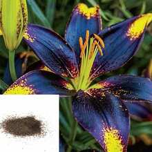 100 Pcs/Bag Lily Bulbs Non-GMO Plants - 100 - View 3