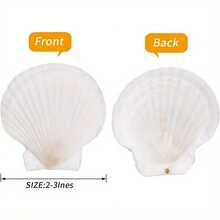 5pcs Large Natural Scallop Shells, 4''-5'' (10-12cm )2''-3''(5-8cm )Large Shell For Crafts, DIY Painting, Baking And Beach Wedding Decorations - Large White Seashells Bulk For Ocean Themed Parties And Home Decor Beach Party - 5pcs - View 11