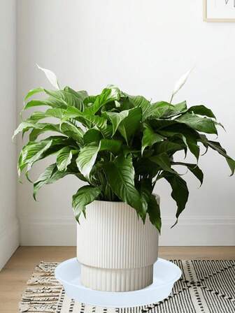 6 Packs Plant Saucer Drip Tray 6 Inch Heavy Sturdy Plastic Planter Flower Pot Saucers For Indoor Outdoor Garden Plant Water Drip Trays For Pots Base