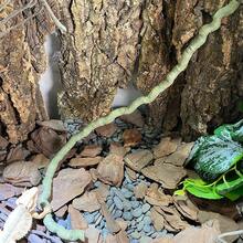 Reptile Jungle Climber Set - Flexible Rattan Vines And Leaves With Suction Cups For Habitat Decor - All-Season Durable Material - Ideal For Chameleon, Lizards, Gecko Climbing