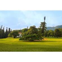 50 WEEPING FIG Ficus Benjamina Benjamin  Rubber Tree Houseplant Seeds - Variant1 - View 8