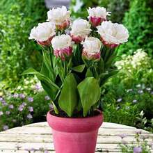 100 Pcs/Bag Tulip Seeds Perennial - 100 - View 5