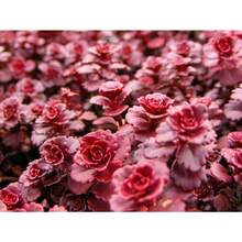 100 Red Dragons Blood Sedum Succulent Seeds - Variant1 - View 3