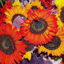Multiple Colored Roses Mixed Together, Including Yellow Red Roses