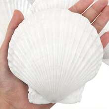 5pcs Large Natural Scallop Shells, 4''-5'' (10-12cm )2''-3''(5-8cm )Large Shell For Crafts, DIY Painting, Baking And Beach Wedding Decorations - Large White Seashells Bulk For Ocean Themed Parties And Home Decor Beach Party - 5pcs - View 9