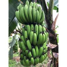 Banana Tree Seeds For Planting - 100 Seeds, Easy To Plant - 變體1 - 查看 4